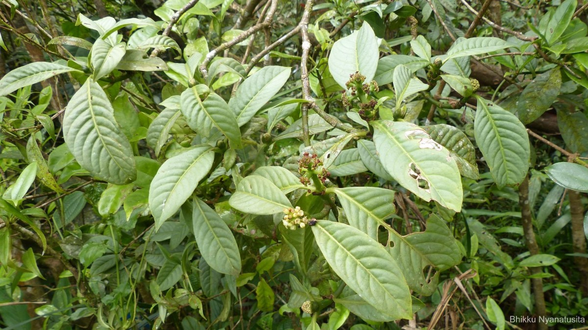 Psychotria gardneri Hook.f.